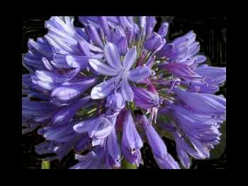 Blue Agapanthaceae