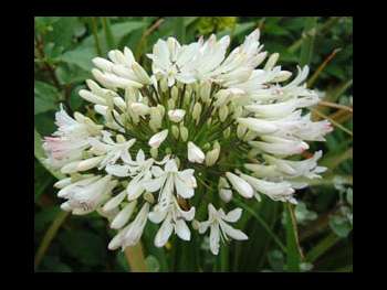 White Agapanthaceae