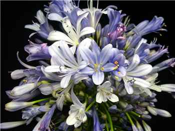 Blue Agapanthus