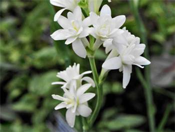 White Agavaceae