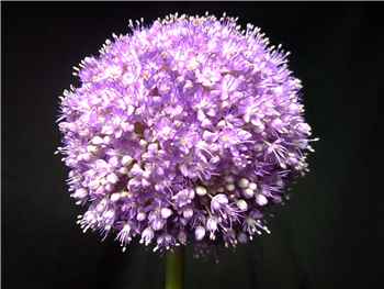 Giganteum Allium