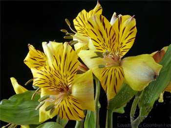 Golden Delight Alstroemeriaceae