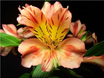 Orange Queen Alstroemeriaceae