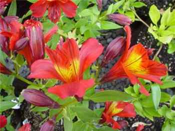 Red Baron Alstroemeriaceae