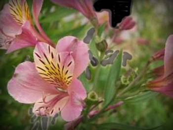 Tall Pink Alstroemeriaceae