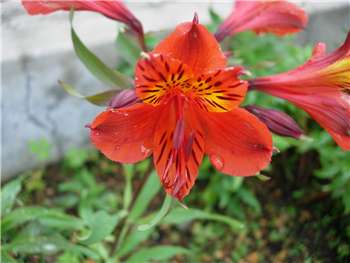 Tall Red Alstroemeriaceae