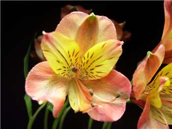 Victoria Alstroemeriaceae