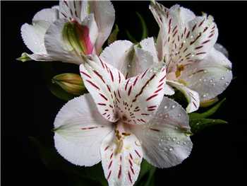 Virginia Alstroemeriaceae