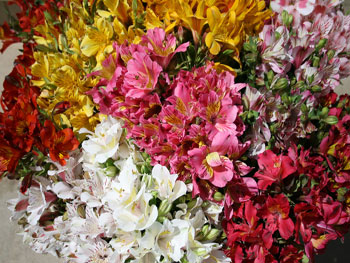 Alstromeria Assorted