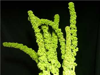 Hypochodriacus Upright Green Amaranthaceae