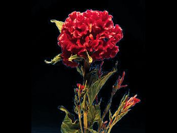 Red Amaranthaceae