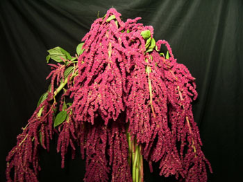 Red Hanging Amaranthus