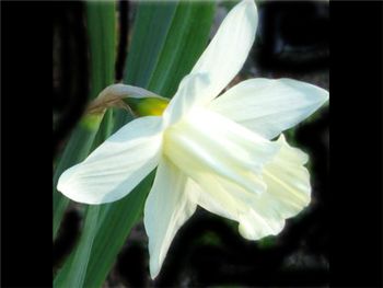 Mount Hood Amaryllidaceae