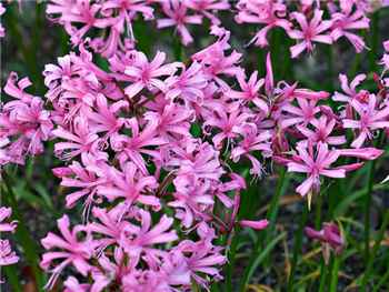 Bowdenii Amaryllidaceae