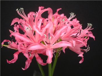 Cranfield Pink Amaryllidaceae