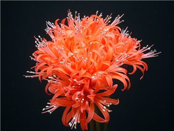 Firelight Amaryllidaceae