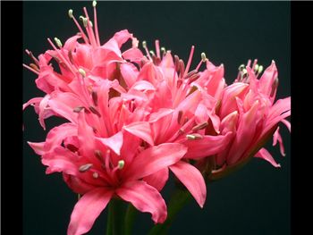 Magenta Amaryllidaceae