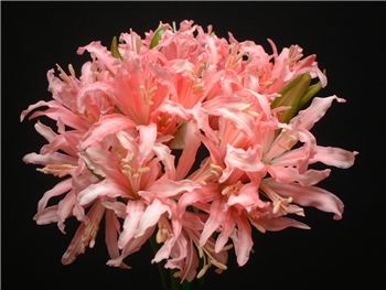 Pamela Amaryllidaceae