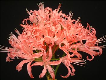 Salmon Queen Amaryllidaceae