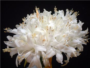 Virgo Amaryllidaceae