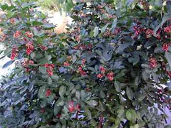 Brazilian Anacardiaceae