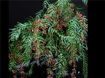 Pepperberry Hanging Anacardiaceae