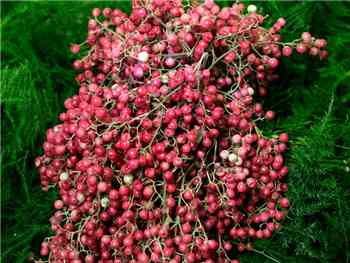 Pepperberry Anacardiaceae