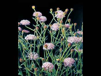 Blue Lace Apiaceae