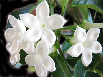 Stephanotis Apocynaceae