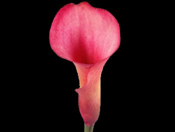 Cream Red Araceae