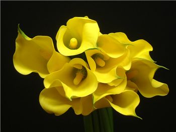 Elliotiana Araceae