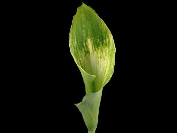 Green Goddess Araceae