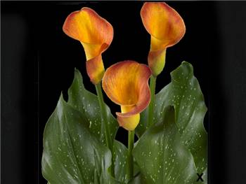 Orange Beauty Araceae