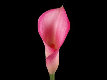 Pink Giant Araceae