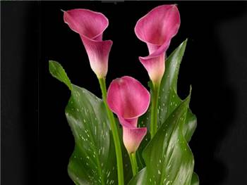 Pink Jewel Araceae