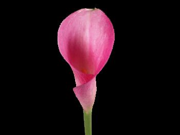 Pink Araceae