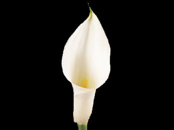 White Araceae