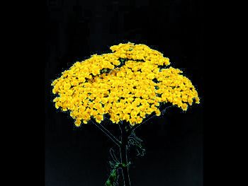 Moonshine HFC Asteraceae