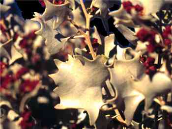 Desert Holly Asteraceae