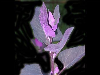 Hortensis Asteraceae