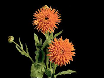 Orange HFC Asteraceae