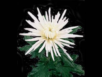 Delstar White Asteraceae