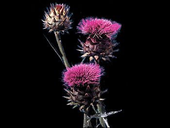 Thistle Asteraceae