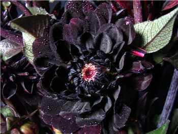 Chocolate Asteraceae
