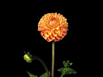 Hybrid Orange Asteraceae
