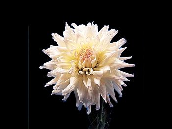 Hybrid White Asteraceae