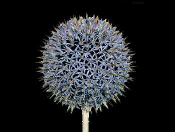 Blue Globe HFC Asteraceae