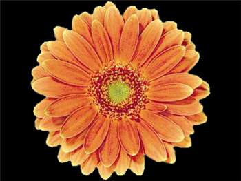 Amati Asteraceae