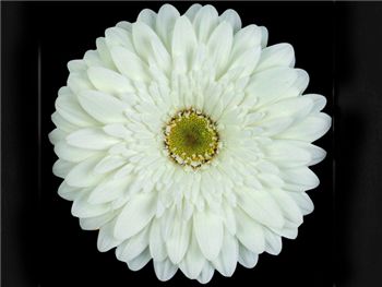 Balance Asteraceae