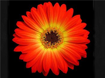 Charming Asteraceae